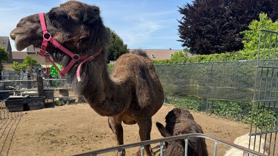 Danny wil exotische dieren in tuin houden, Simpelveld wil er juist vanaf