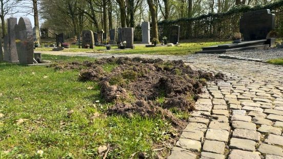 Wilde zwijnen ploegen begraafplaats in Berg en Terblijt om