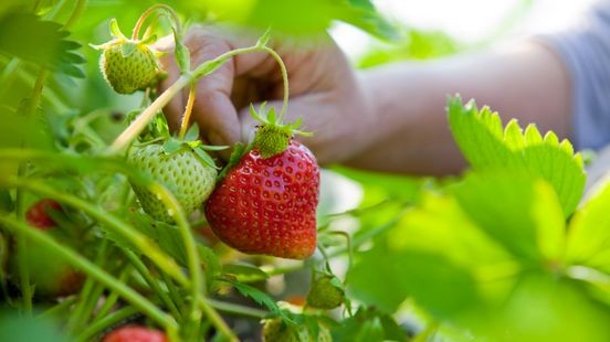 Brein achter grootschalig tuindersgesjoemel ook in hoger beroep veroordeeld