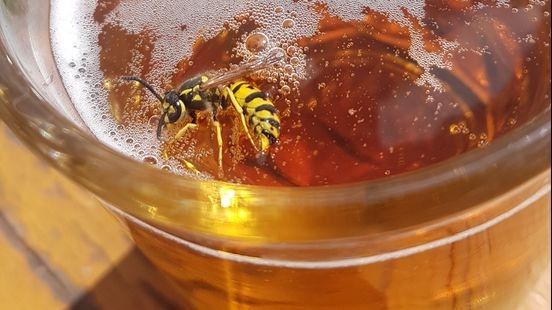 Wespenseizoen is weer geopend: 'Zet de val niet bij je op tafel'