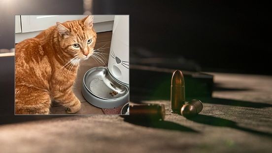 Kat Harry dood na kogel in poot: 'Dit is het werk van een kattenhater'