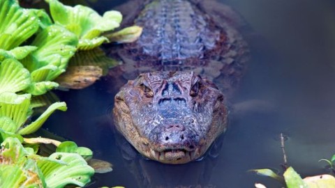 Natuurgebied over grens bij Maastricht gesloten nadat wandelaar kaaiman spot