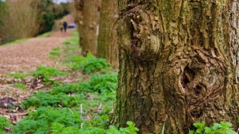 'Zwaar achterstallig' boomonderhoud in Gulpen-Wittem: duizenden bomen onveilig
