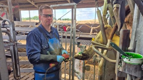 Bram uit Melick is fulltime koeienpedicure: 'Voor iedere koe is een aparte behandeling nodig'
