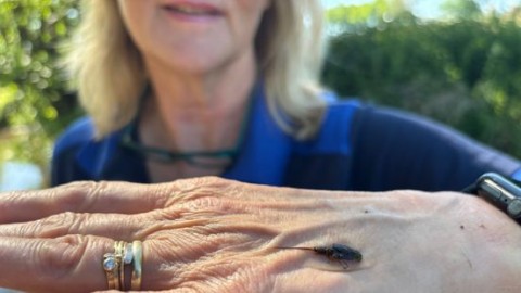 Waterschap Limburg roept op om te 'vissen' op de eendagsvlieg