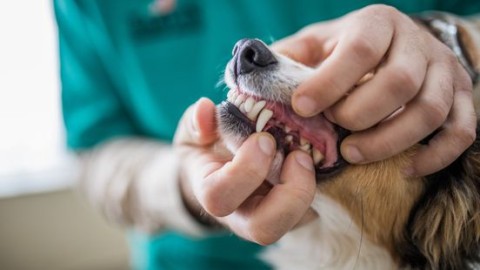 Loslopende hond bijt andere hond dood in Cadier in Keer: eigenares laat eigen hond ook inslapen