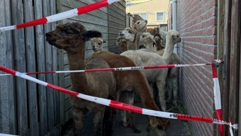 Alpaca's ontsnappen uit weiland en gaan op avontuur in Maastrichtse wijk