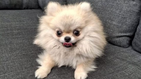 Vermist hondje Pica teruggevonden na opmerkelijke actie van melder